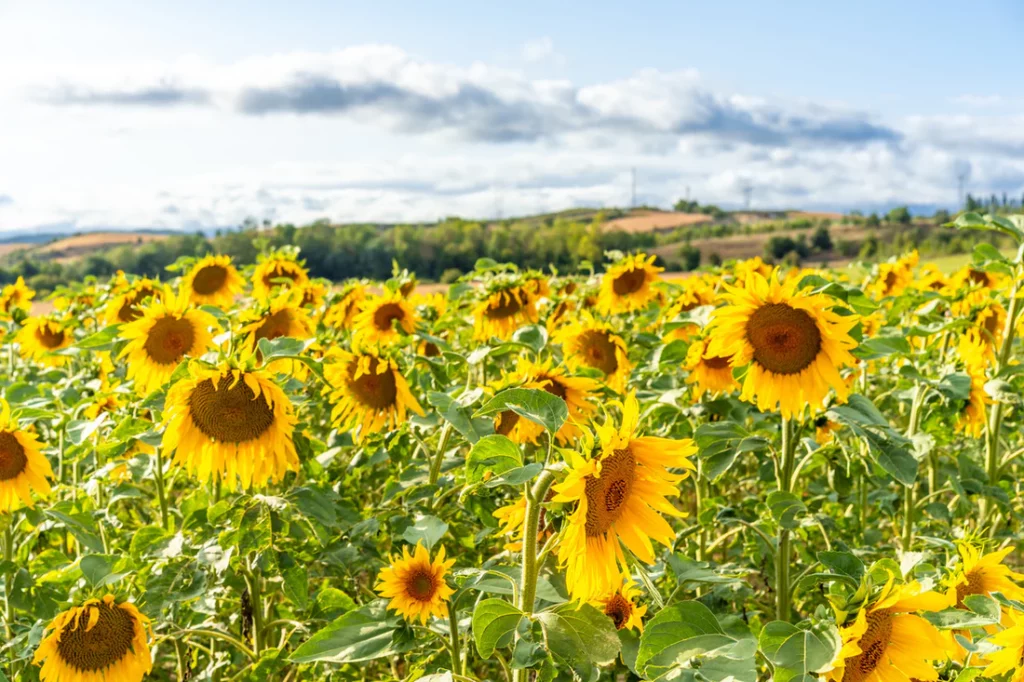 drought-tolerant sunflowers growing in a field