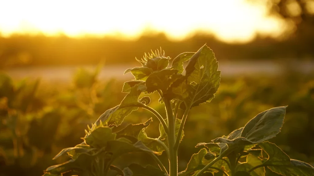 sunflower sprouting in a field at sunset