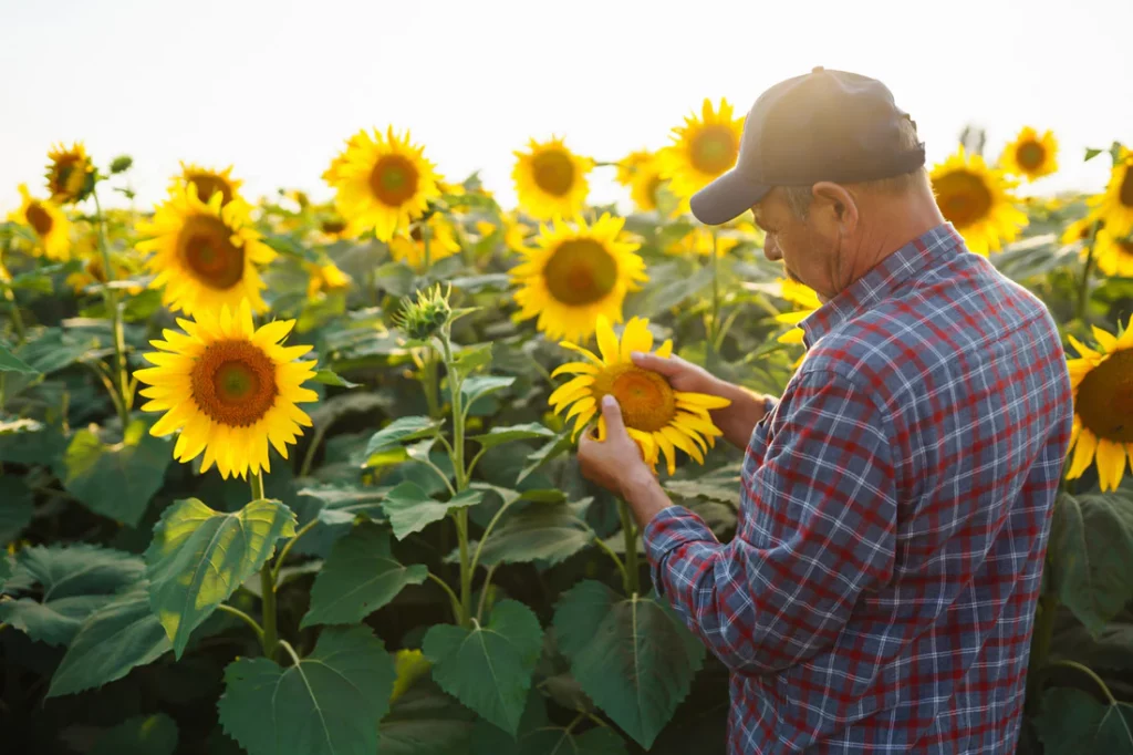 farmer examining sunflower in field