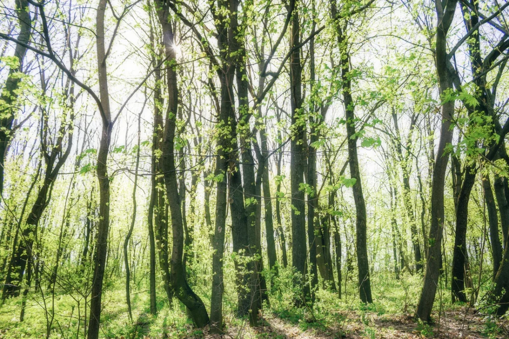 image of forest with greenery and trees