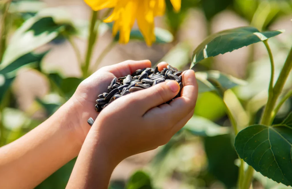 hands holding sunflower seeds in sunflower field