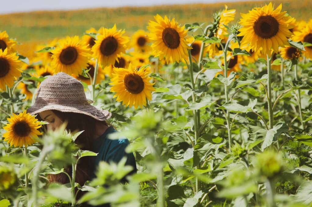 young woman in sunflower field, amongst the drought-resistant plants